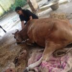 Suchitra S Rao rescuing a Cow who was injured during Chennai Floods 2015
