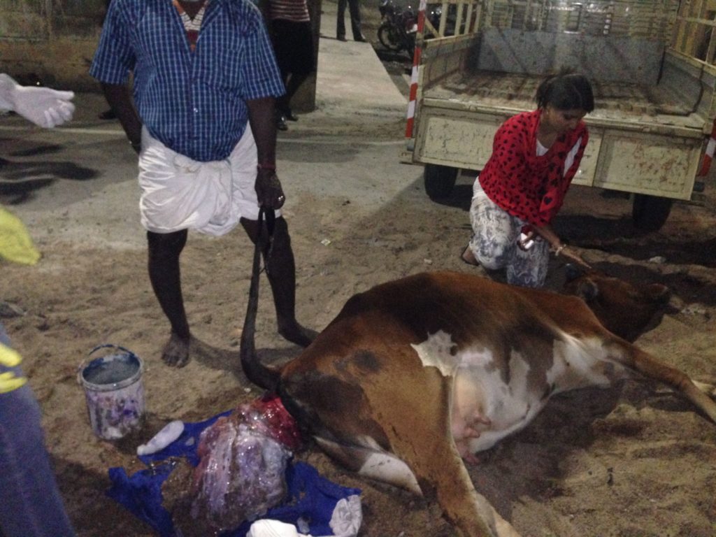 Suchitra S Rao giving Ist aid to a rescued Cow who had a uterus prolapse