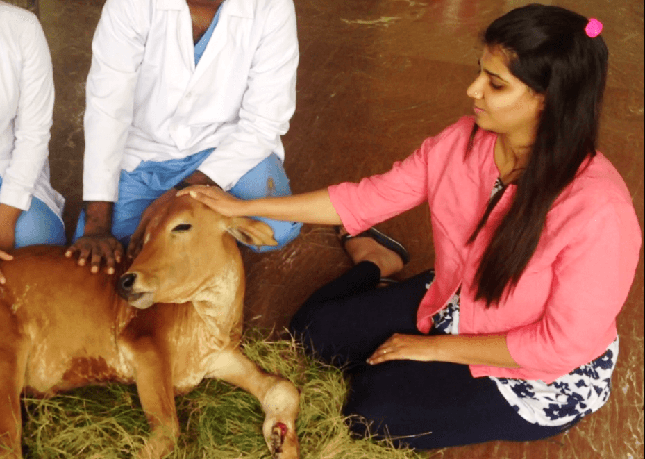 Suchitra S Rao with a rescued Calf undergoing treatment